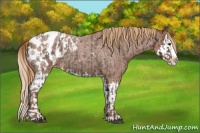 Horse Color:Liver Red Roan Sabino Splash Appaloosa  and Red Roan Sabino Splash Appaloosa 