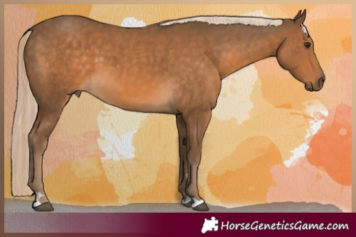Horse Color:Chocolate Palomino 