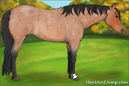 Horse Color:Bay Roan Rabicano