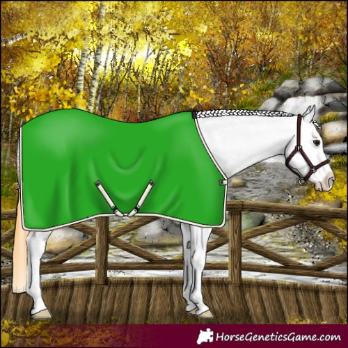 Horse Color:Buckskin Splash Appaloosa Rabicano 