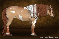 Horse Color:White Spotted Chestnut 