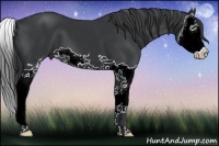Horse Color:Black Splash 