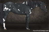 Horse Color:White Spotted Black Sabino