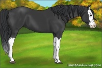 Horse Color:Black Splash