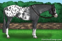 Horse Color:White Spotted Blue Roan Splash Frame Appaloosa