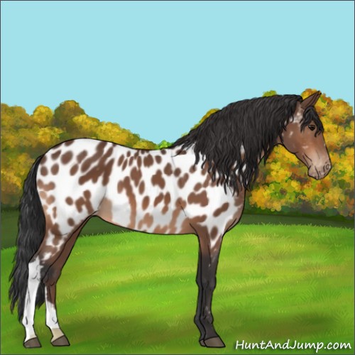 Horse Color:Bay Appaloosa 