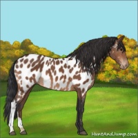 Horse Color:Bay Appaloosa 