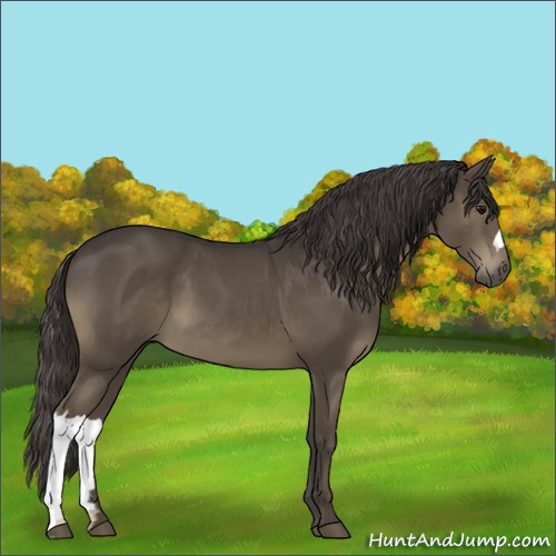 Horse Color:Smoky Black