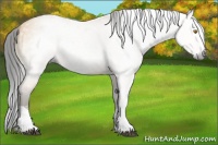Horse Color:Gray Buckskin Dun Splash