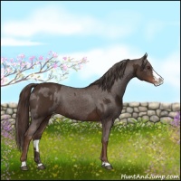 Horse Color:Liver Chestnut Sabino Splash Appaloosa  and Liver Chestnut Sabino Splash Appaloosa Rabicano 