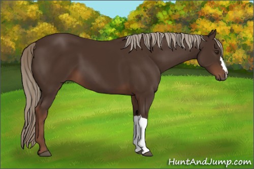 Horse Color:Liver Chestnut 