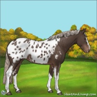 Horse Color:White Spotted Liver Chestnut Mushroom Appaloosa 