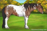 Horse Color:Bay Dun Tobiano and Bay Tobiano