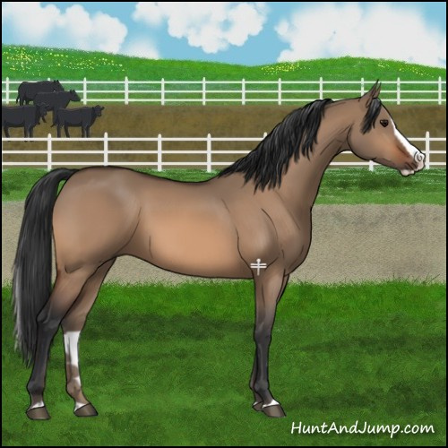 Horse Color:Bay Dun Splash 