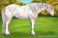 Horse Color:Chocolate Palomino Roan Pearl Tobiano Frame  and Chocolate Palomino Roan Pearl Tobiano Frame Appaloosa 