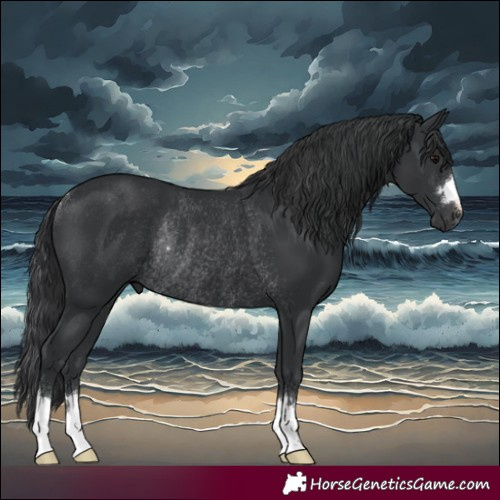 Horse Color:Black Rabicano 