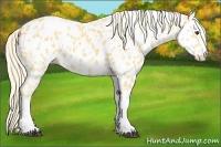 Horse Color:Palomino Near Leopard