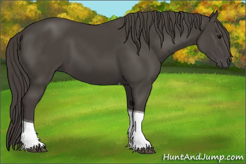 Horse Color:Smoky Black Tobiano