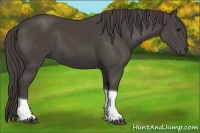 Horse Color:Smoky Black Tobiano 