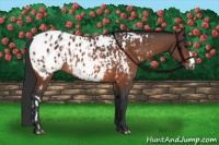 Horse Color:Bay Blanket  and Bay Blanket 