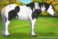 Horse Color:Gray Black Splash Tobiano 