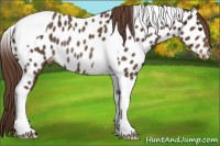 Horse Color:Liver Chestnut Tobiano Near Leopard Rabicano 
