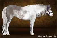 Horse Color:Silver Black Sabino 