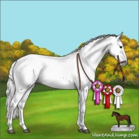 Horse Color:Gray White Spotted Bay 