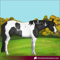 Horse Color:Gray Black Tobiano Rabicano