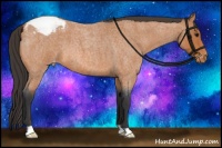 Horse Color:Bay Roan Snowcap
