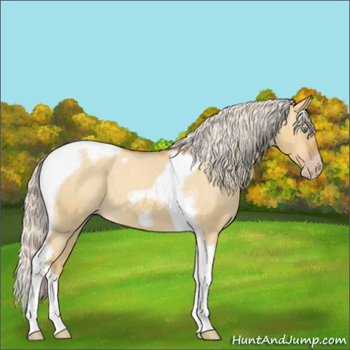 Horse Color:Gray Silver Amber Cream Champagne Roan Dun Splash Tobiano Frame Varnish Rabicano 