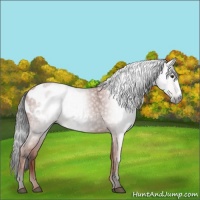 Horse Color:Gray Bay Appaloosa 