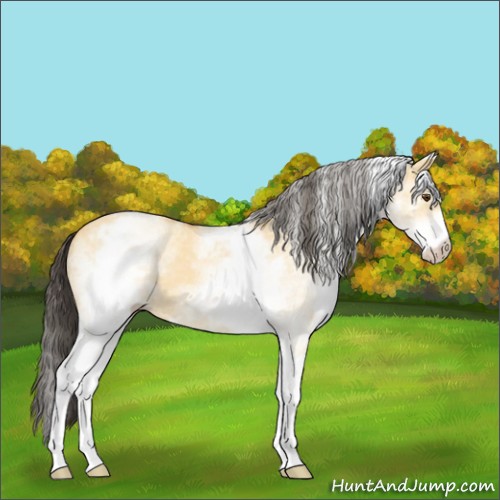 Horse Color:White Spotted Buckskin Dun 