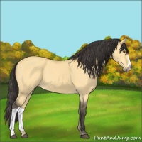 Horse Color:Buckskin Dun 
