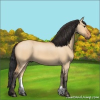 Horse Color:Bay Dun 