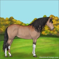 Horse Color:Bay Tobiano 