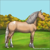 Horse Color:Silver Bay Dun Appaloosa 