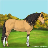 Horse Color:Buckskin 