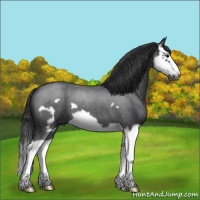 Horse Color:Blue Roan Splash Frame 