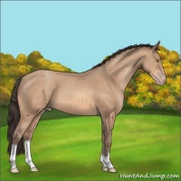 Horse Color:Amber Champagne 