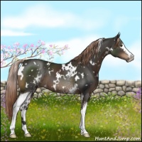Horse Color:White Spotted Liver Chestnut 