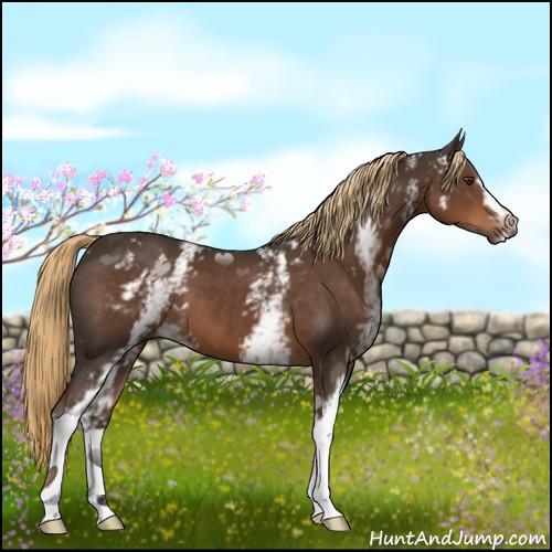 Horse Color:White Spotted Liver Chestnut 