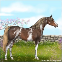 Horse Color:White Spotted Liver Chestnut 