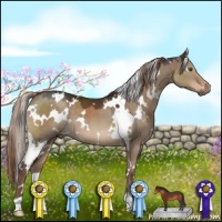 Horse Color:White Spotted Liver Red Dun 