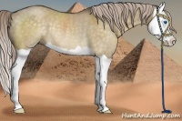 Horse Color:Chocolate Palomino Dun Splash Rabicano