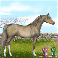 Horse Color:Chocolate Palomino Dun Rabicano