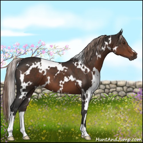 Horse Color:White Spotted Liver Chestnut 