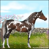 Horse Color:White Spotted Liver Chestnut 