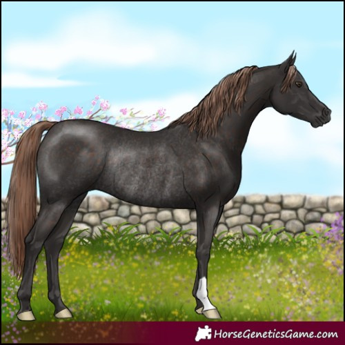 Horse Color:Liver Chestnut Rabicano 