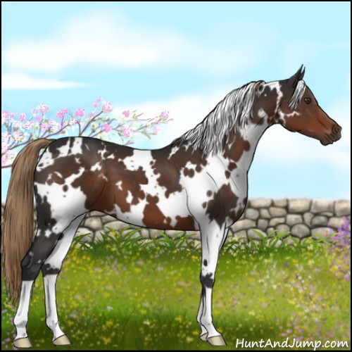 Horse Color:White Spotted Liver Chestnut 